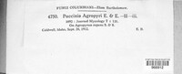 Puccinia agropyri image